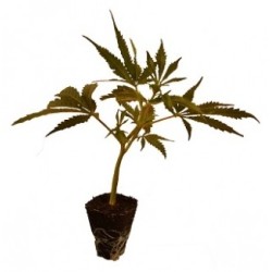 Bouture de chanvre CBD V1