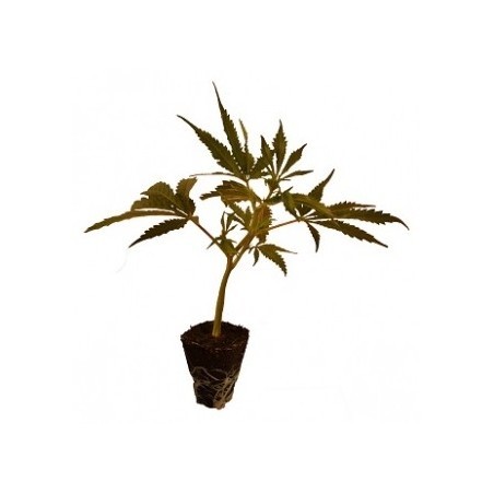 Bouture de chanvre CBD V1 Bouture de chanvre CBD V1
