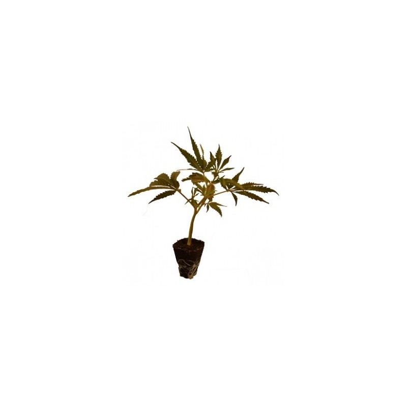 Bouture de chanvre CBD 007