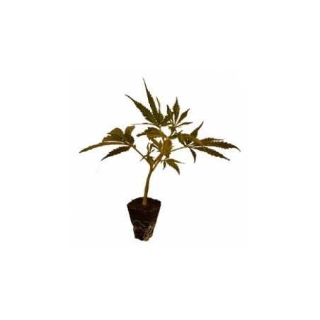 Bouture de chanvre CBD Acapulco Gold Bouture de chanvre CBD Acapulco Gold