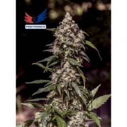 Positronics CBD+ 1:20 5x graines