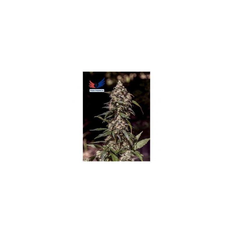 Positronics CBD+ 1:20 5x graines