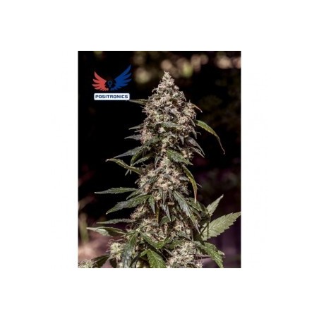 Positronics CBD+ 1:20 5x graines Positronics CBD+ 1:20 5x graines