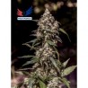 Positronics CBD+ 1:20 5x graines