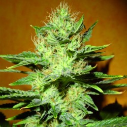 BlimBurn Mamba Negra CBD 20:1 3x graines.