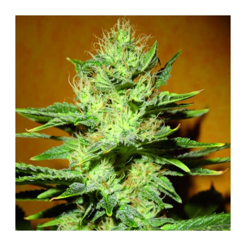 BlimBurn Mamba Negra CBD 20:1 3x graines.
