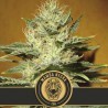 BlimBurn Mamba Negra CBD 20:1 9x graines.