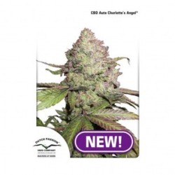 Dutch Passion CBD Charlottes Angel Auto 7x Graines.