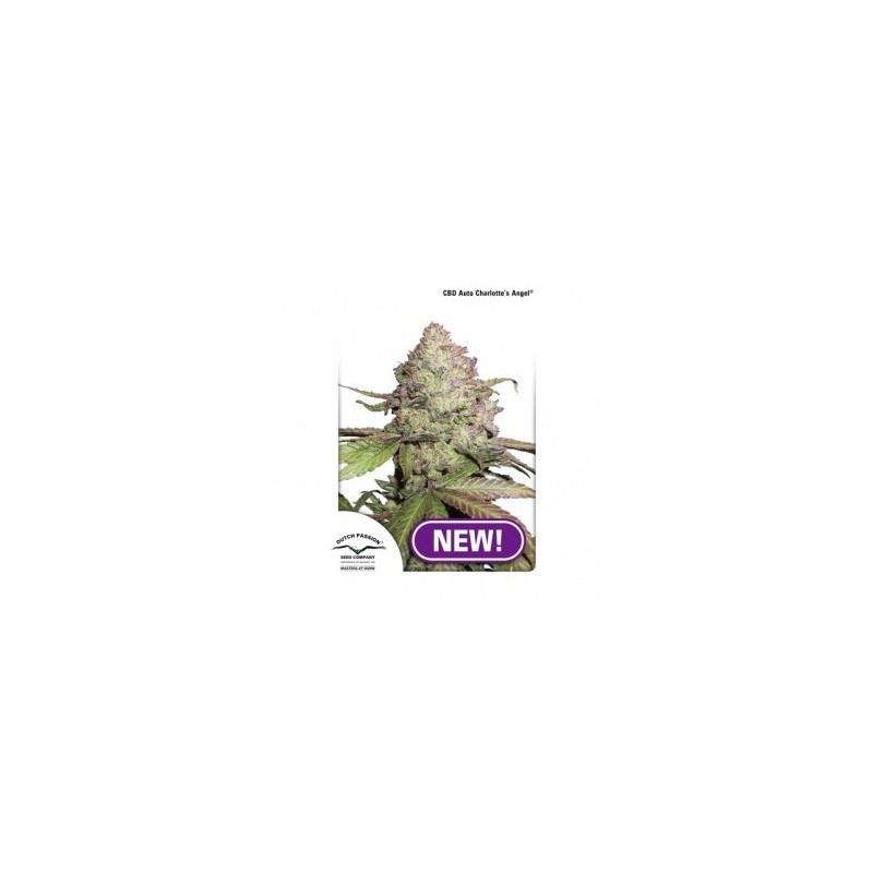 Dutch Passion CBD Charlottes Angel Auto 7x Graines.