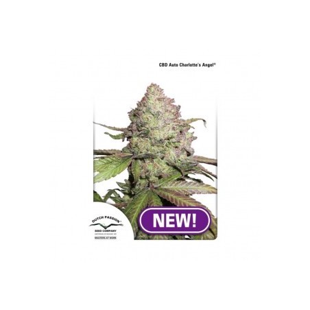 Dutch Passion CBD Charlottes Angel Auto 7x Graines. Dutch Passion CBD Charlottes Angel Auto 7x Graines.