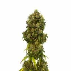 Kannabia CBD Swiss Dream Autoflo 10x Graines