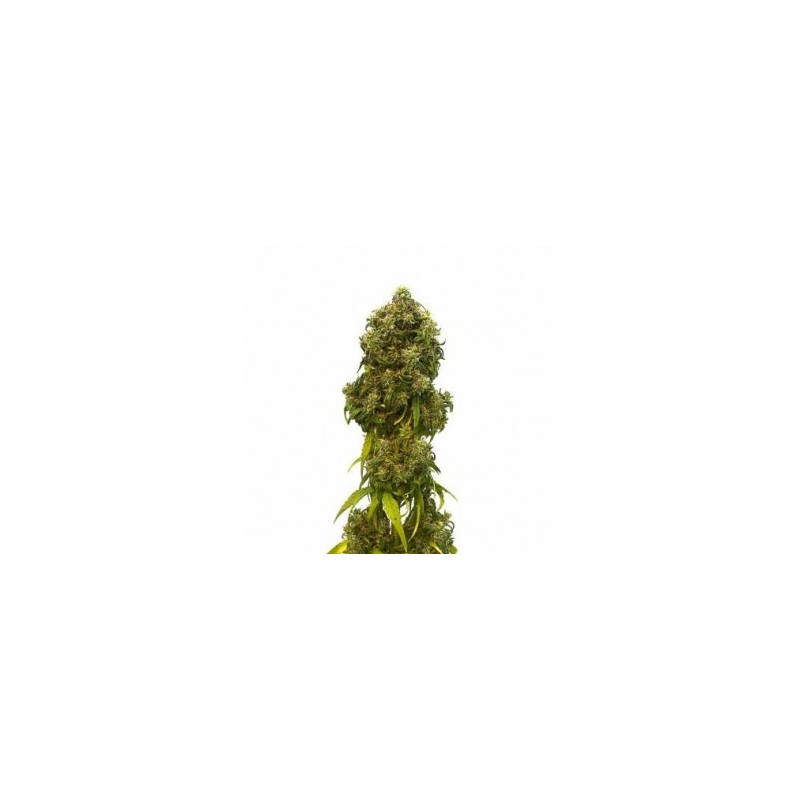Kannabia CBD Swiss Dream Autoflo 10x Graines
