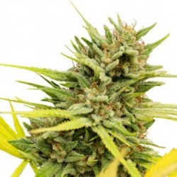 ONE - Very Cherry Berry CBD Graines 3 pces feminisée