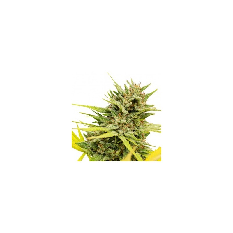 ONE - Very Cherry Berry CBD Graines 3 pces feminisée