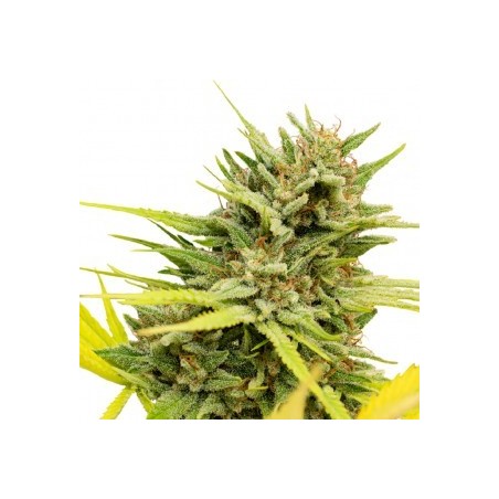 ONE - Very Cherry Berry CBD Graines 3 pces feminisée ONE - Very Cherry Berry CBD Graines 3 pces feminisée