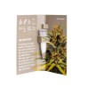 ONE - Very Cherry Berry CBD Graines 3 pces feminisée
