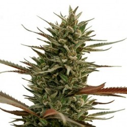 ONE - Rocky Mountain Berry CBD 3x Graines feminisée