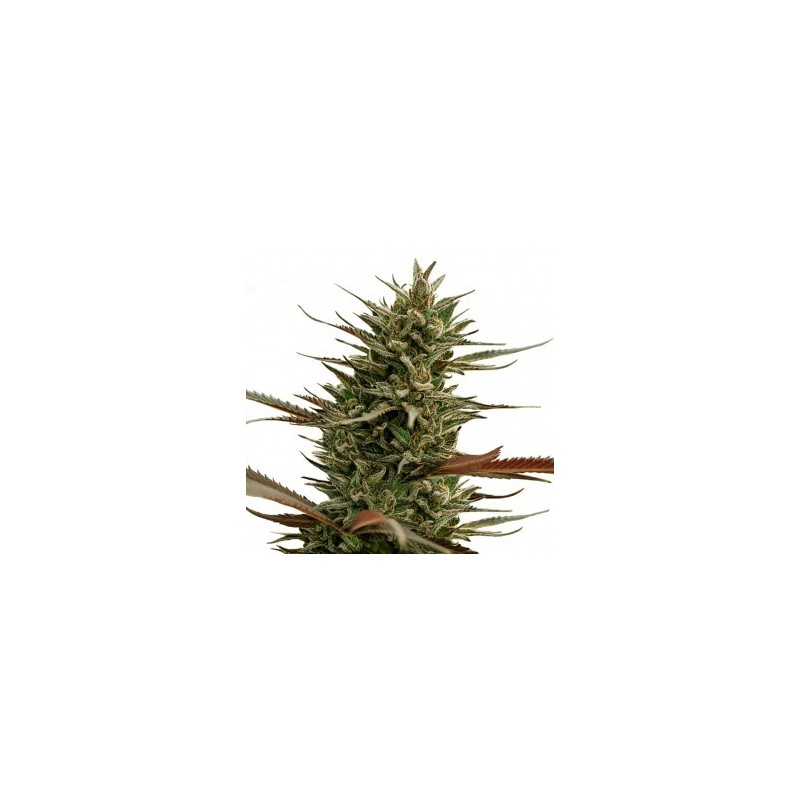 ONE - Rocky Mountain Berry CBD 3x Graines feminisée