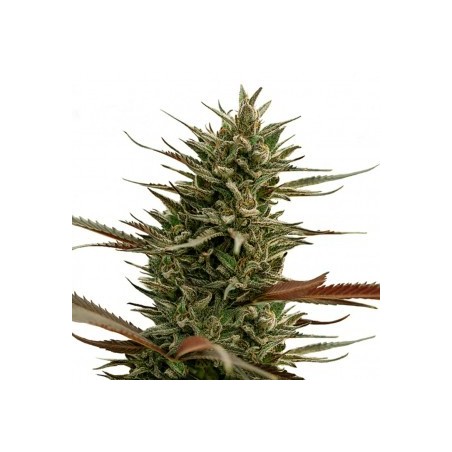 ONE - Rocky Mountain Berry CBD 3x Graines feminisée ONE - Rocky Mountain Berry CBD 3x Graines feminisée