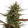 ONE - Rocky Mountain Berry CBD 3x Graines feminisée