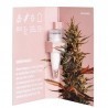ONE - Rocky Mountain Berry CBD 3x Graines feminisée