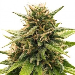 ONE - Super Silver CBD 3x Graines feminisée