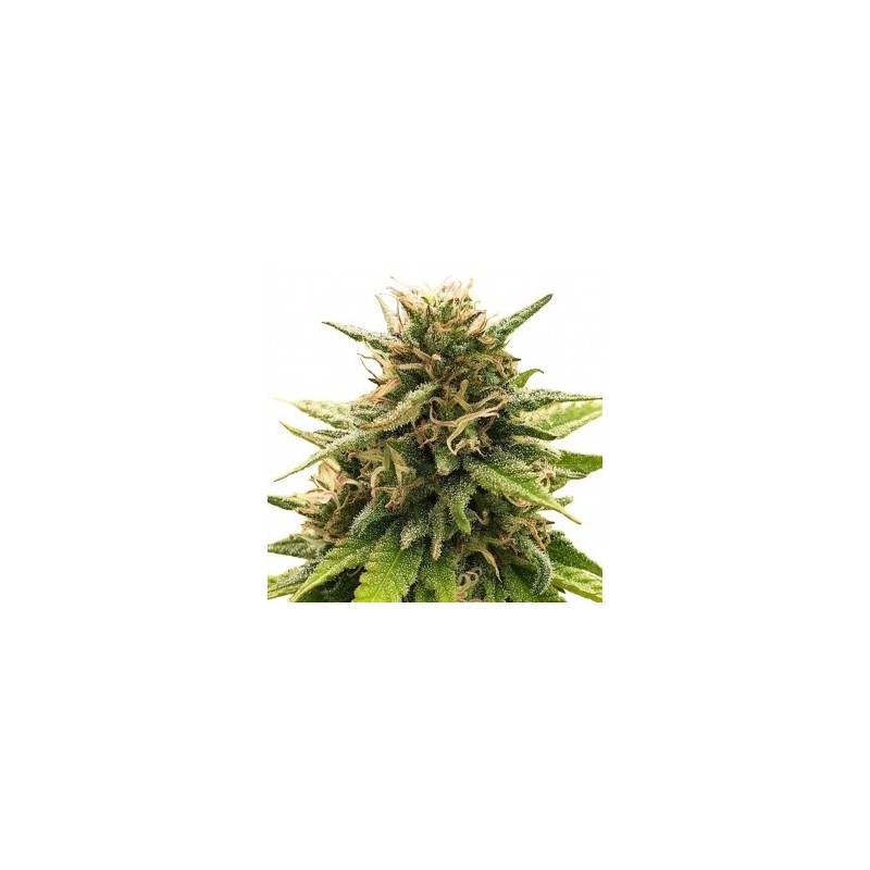 ONE - Super Silver CBD 3x Graines feminisée