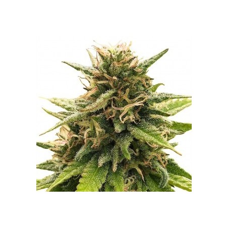 ONE - Super Silver CBD 3x Graines feminisée ONE - Super Silver CBD 3x Graines feminisée