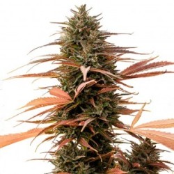 ONE - Strawberry Cake CBD 3x Graines feminisée