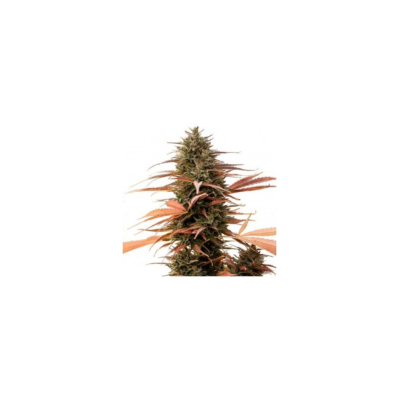 ONE - Strawberry Cake CBD 3x Graines feminisée