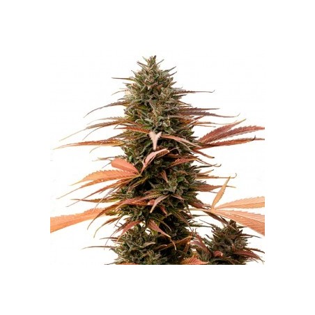 ONE - Strawberry Cake CBD 3x Graines feminisée ONE - Strawberry Cake CBD 3x Graines feminisée