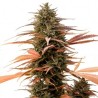 ONE - Strawberry Cake CBD 3x Graines feminisée