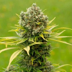 Dinamed CBD+ 5x Graines