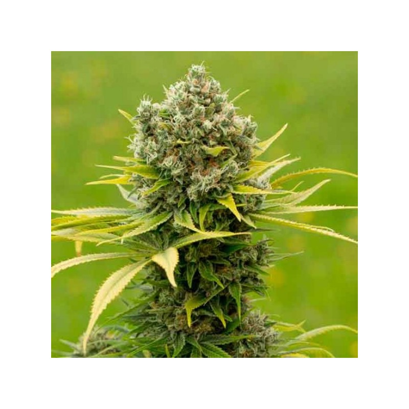 Dinamed CBD+ 5x Graines