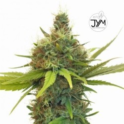 JYM Geenie CBD Seeds 3x Graines 