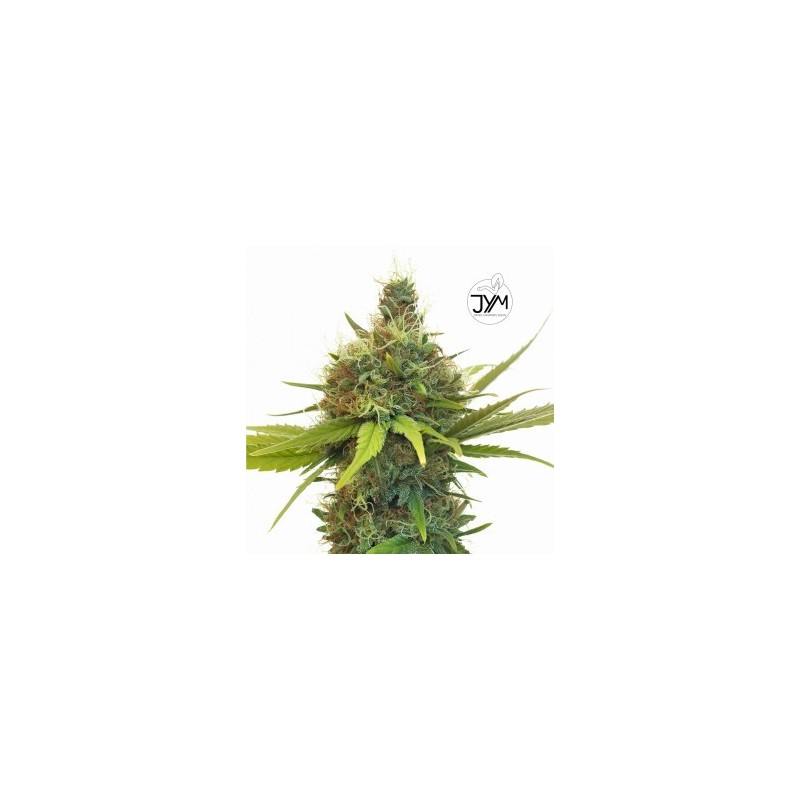 JYM Geenie CBD Seeds 3x Graines 