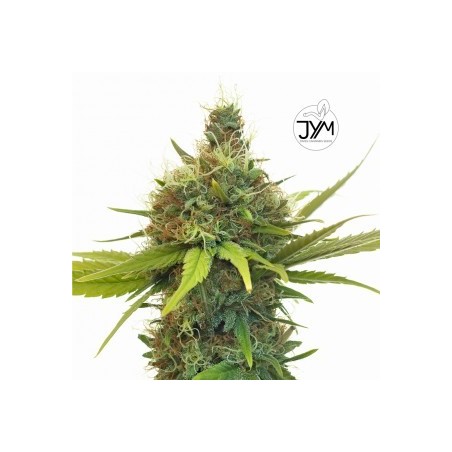 JYM Geenie CBD Seeds 3x Graines JYM Geenie CBD Seeds 3x Graines