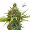 JYM Geenie CBD Seeds 3x Graines 