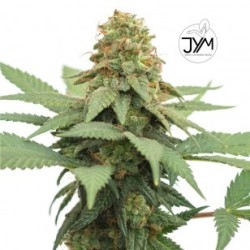 JYM Big Berry CBD Seeds 3x Graines 