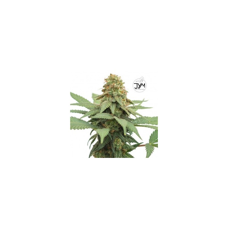 JYM Big Berry CBD Seeds 3x Graines 