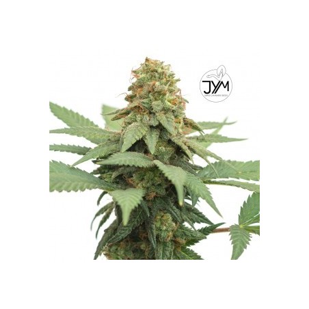 JYM Big Berry CBD Seeds 3x Graines JYM Big Berry CBD Seeds 3x Graines