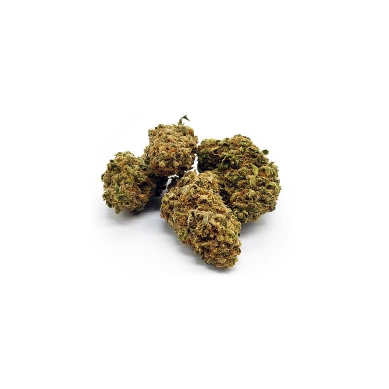 White Shark 10Gr.