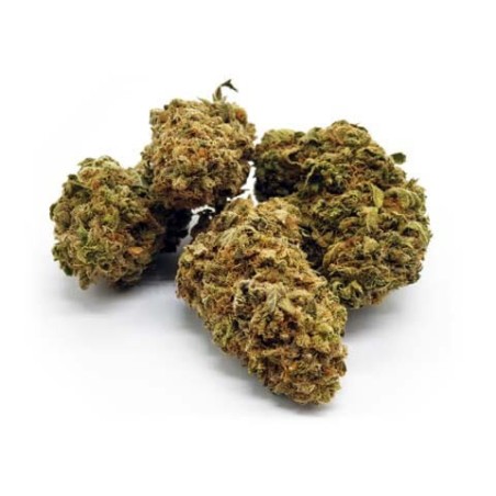 White Shark 10Gr. White Shark 10Gr.
