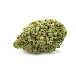 TROPICAL MANGO 10GR.