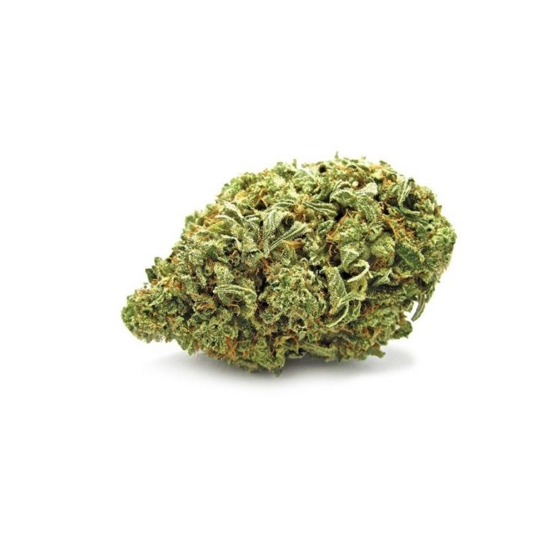 TROPICAL MANGO 10GR.