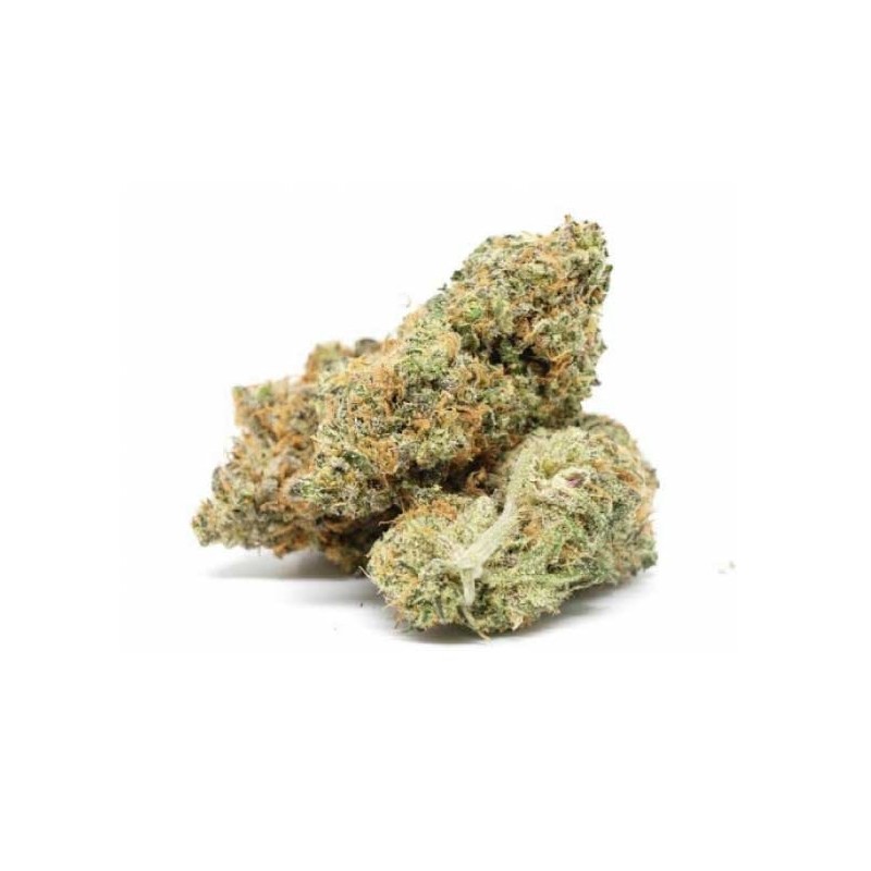 HARLEQUIN 10GR.