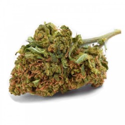 ICE 10GR.