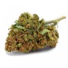 ICE 10GR.