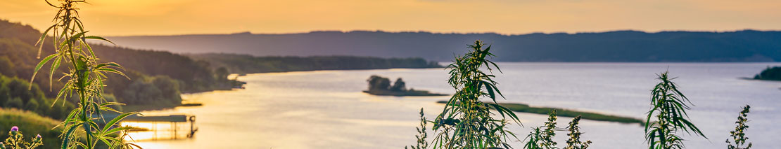 Cannabis Légal CBD Cannabis Légal CBD